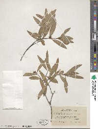 Quillaja brasiliensis image