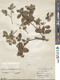 Quillaja saponaria image