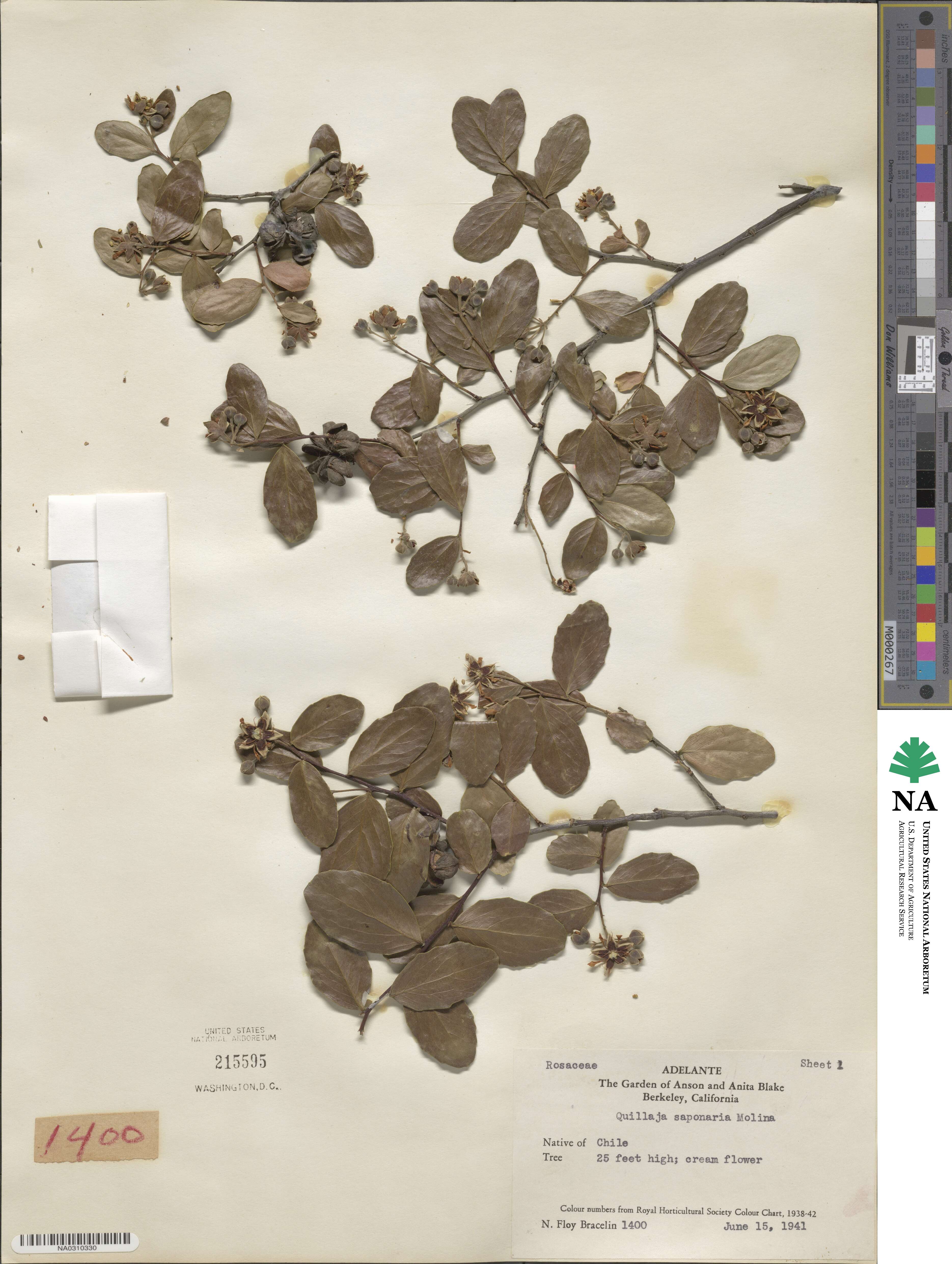 Quillajaceae image