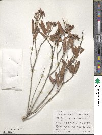 Vauquelinia californica subsp. californica image