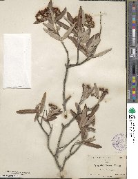 Vauquelinia californica subsp. californica image