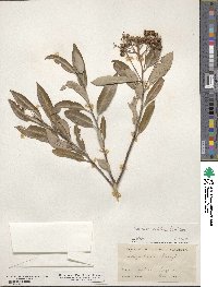 Vauquelinia californica subsp. californica image