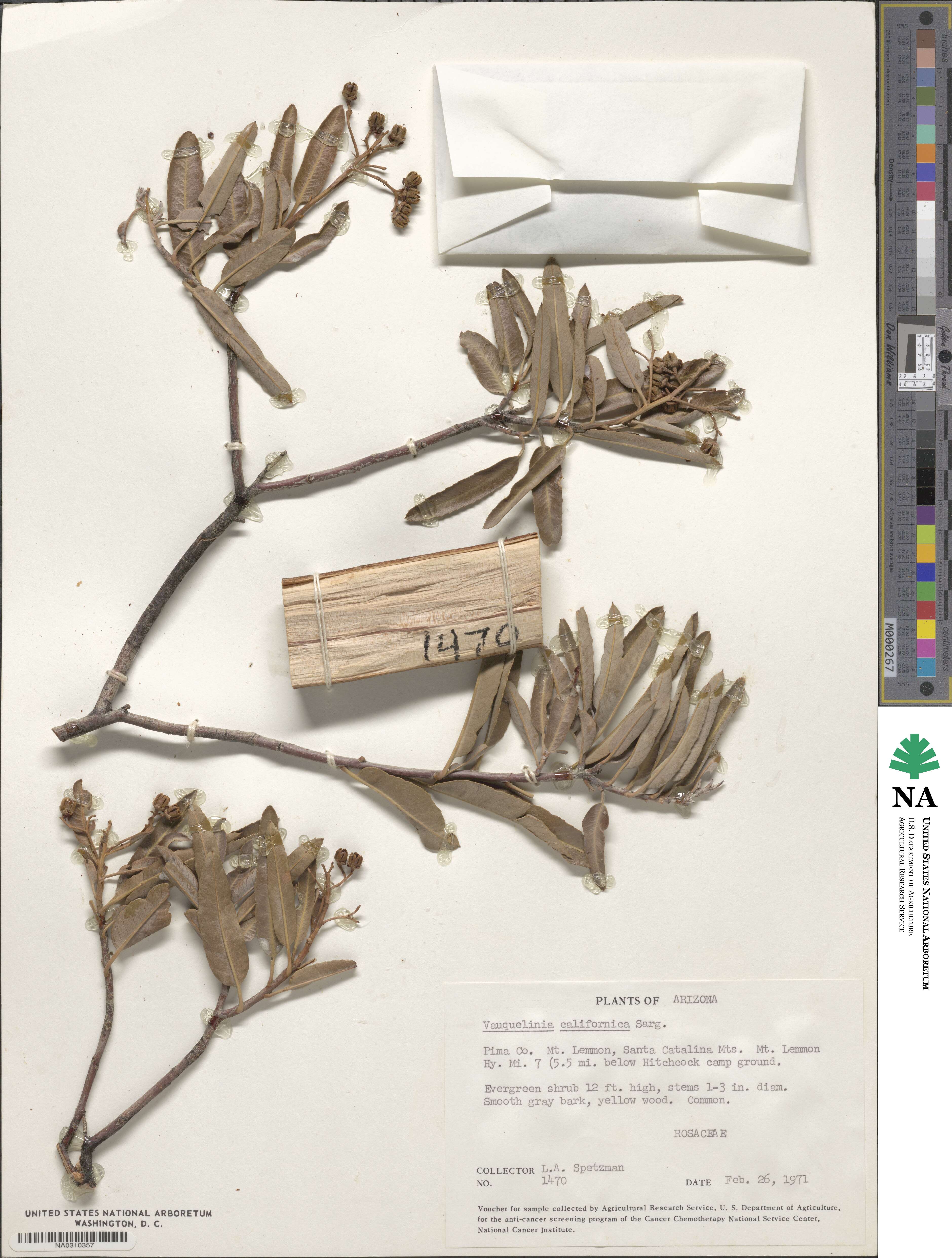 Vauquelinia californica subsp. californica image