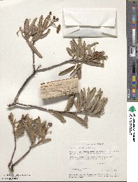 Vauquelinia californica subsp. californica image