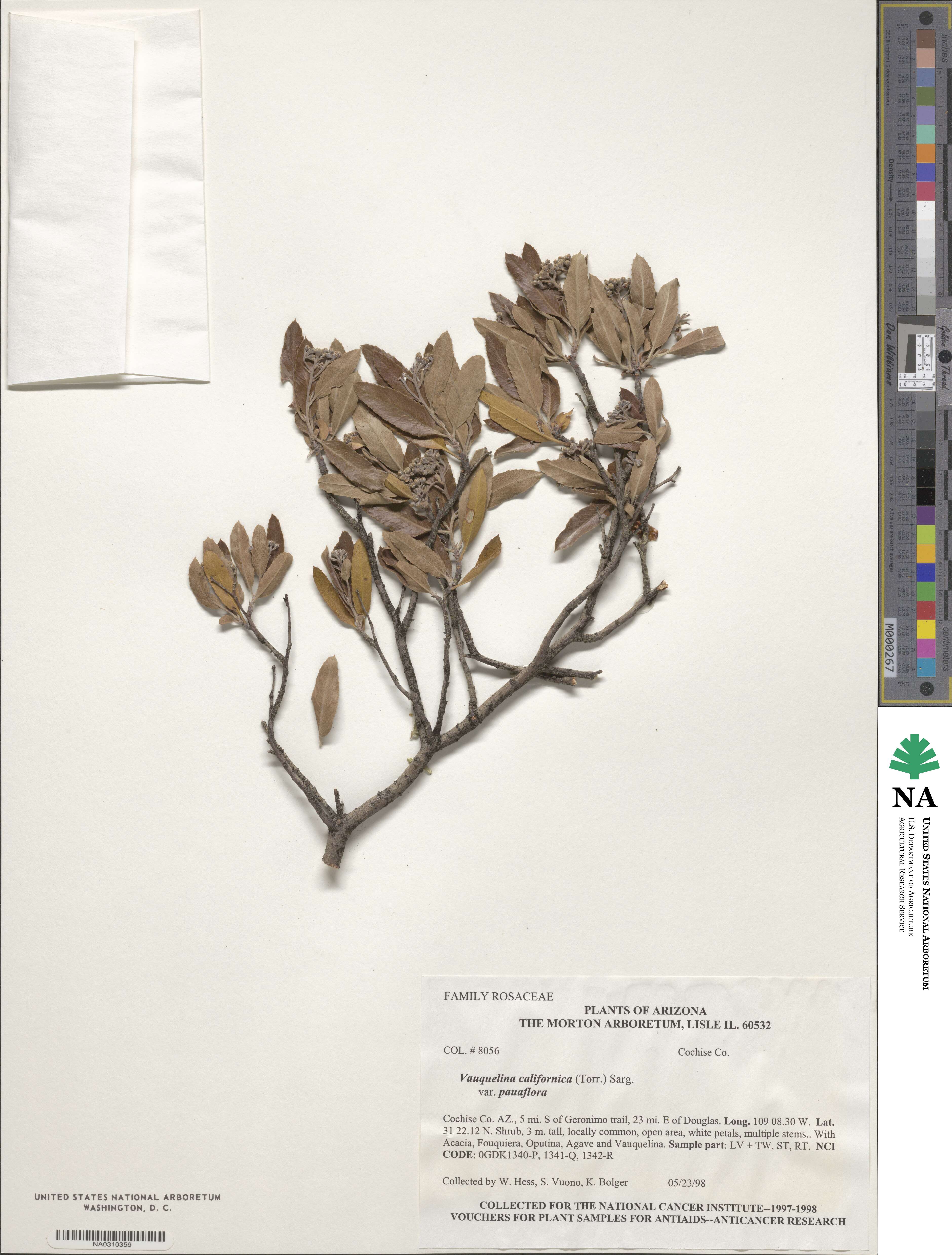 Vauquelinia californica subsp. pauciflora image
