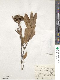 Vauquelinia corymbosa subsp. saltilloensis image