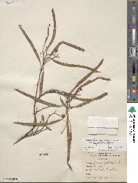 Vauquelinia corymbosa subsp. angustifolia image