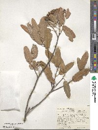 Vauquelinia corymbosa subsp. saltilloensis image