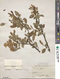 Exochorda giraldii var. wilsonii image