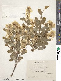 Exochorda giraldii image