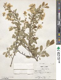 Exochorda giraldii image