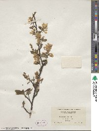 Exochorda giraldii image