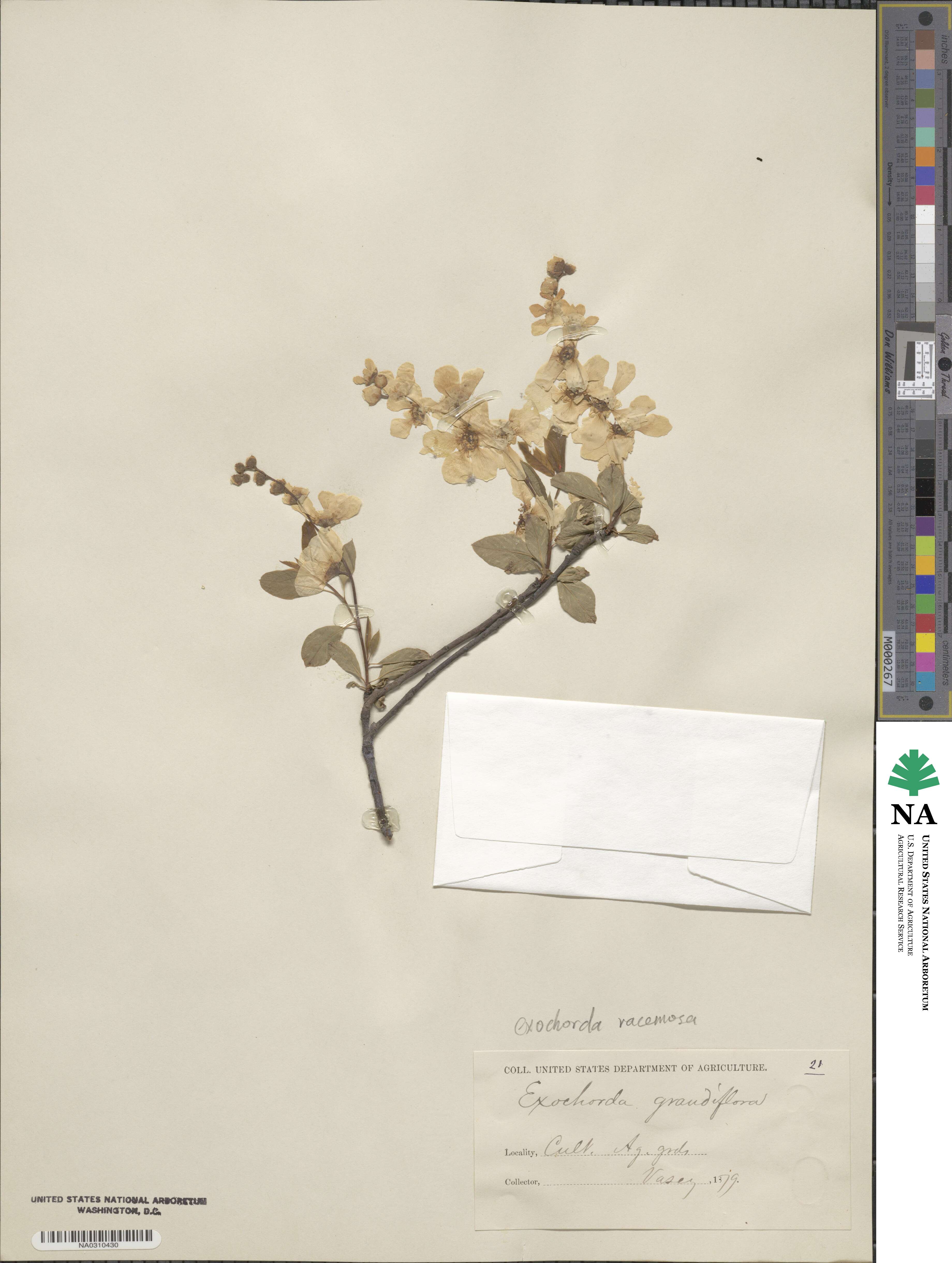 Exochorda racemosa image