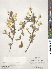 Exochorda racemosa image