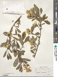 Exochorda racemosa image