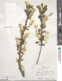 Exochorda racemosa image