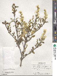 Exochorda racemosa image