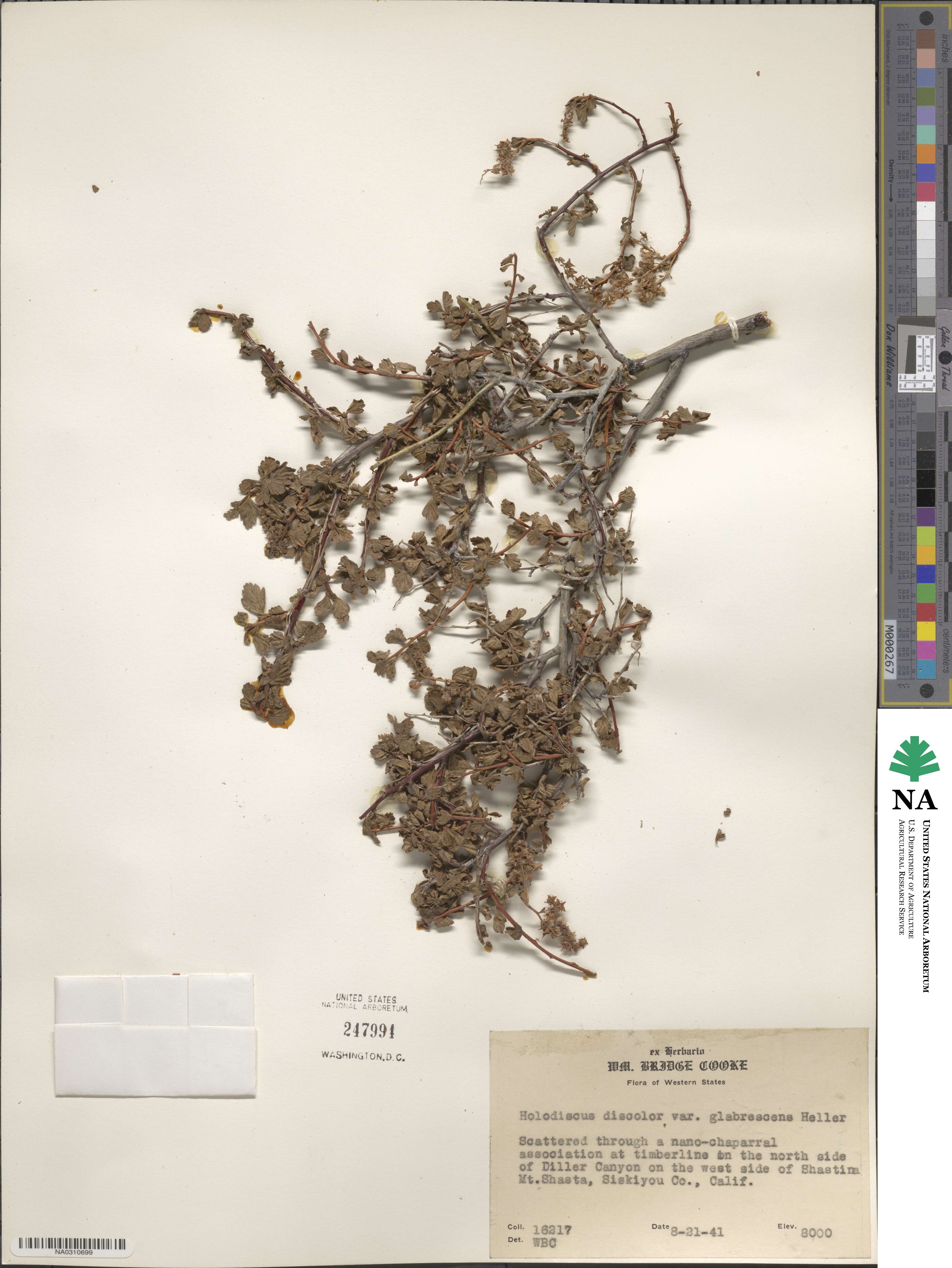 Holodiscus discolor image