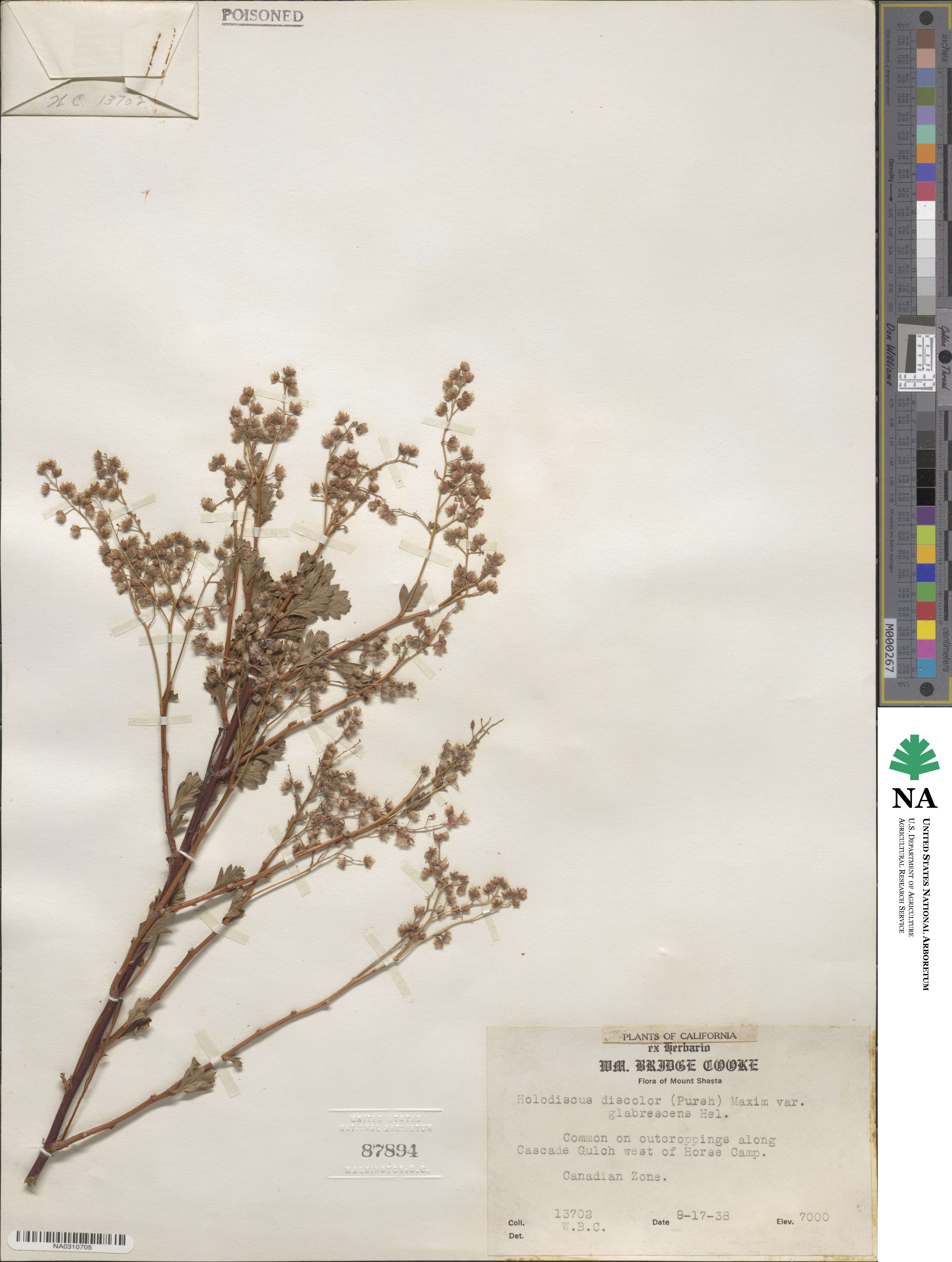 Holodiscus discolor var. glabrescens image