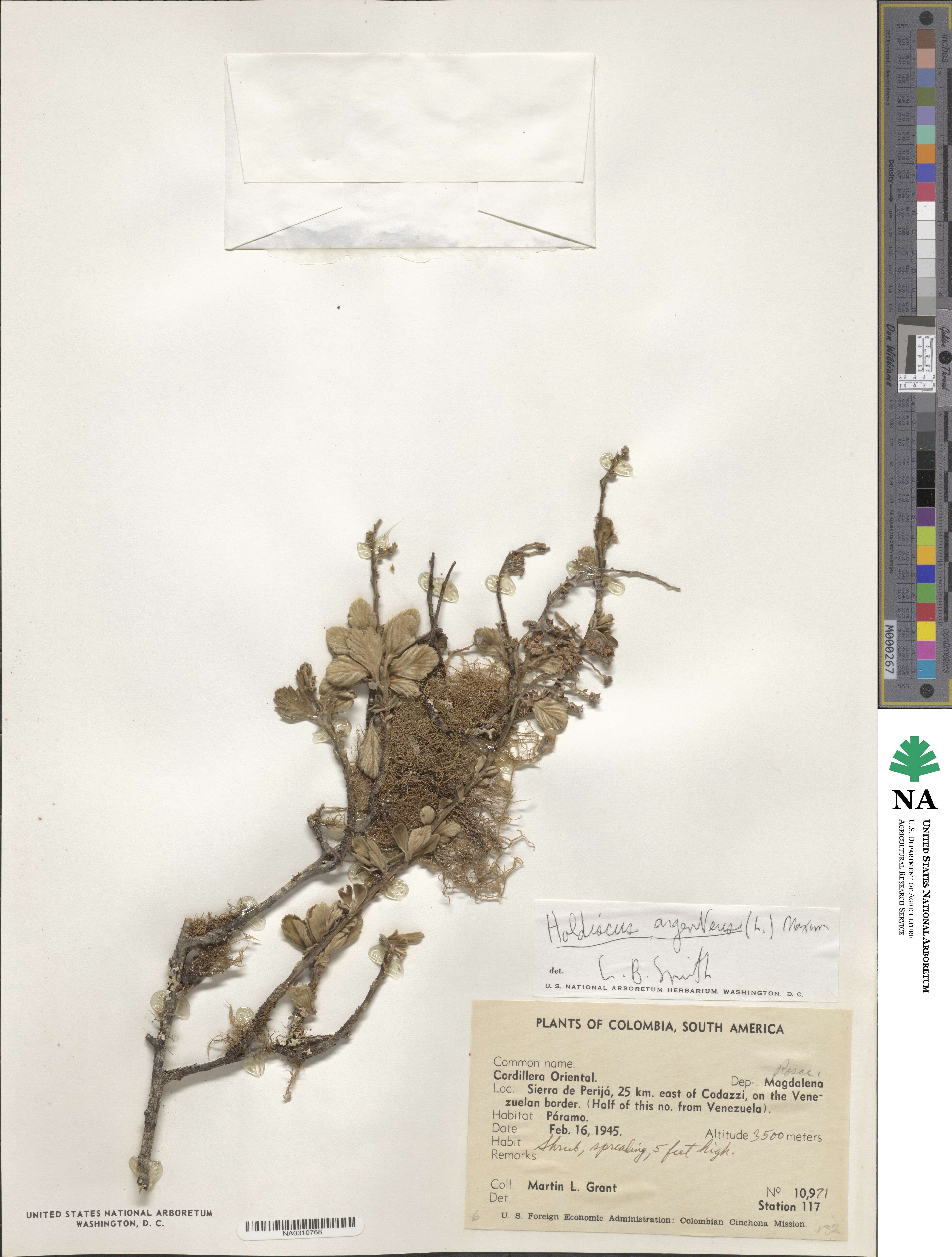 Holodiscus argenteus image