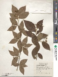 Cotoneaster bullatus image