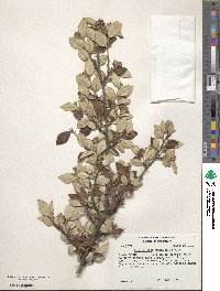 Cotoneaster pannosus image