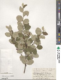 Image of Cotoneaster alaunicus