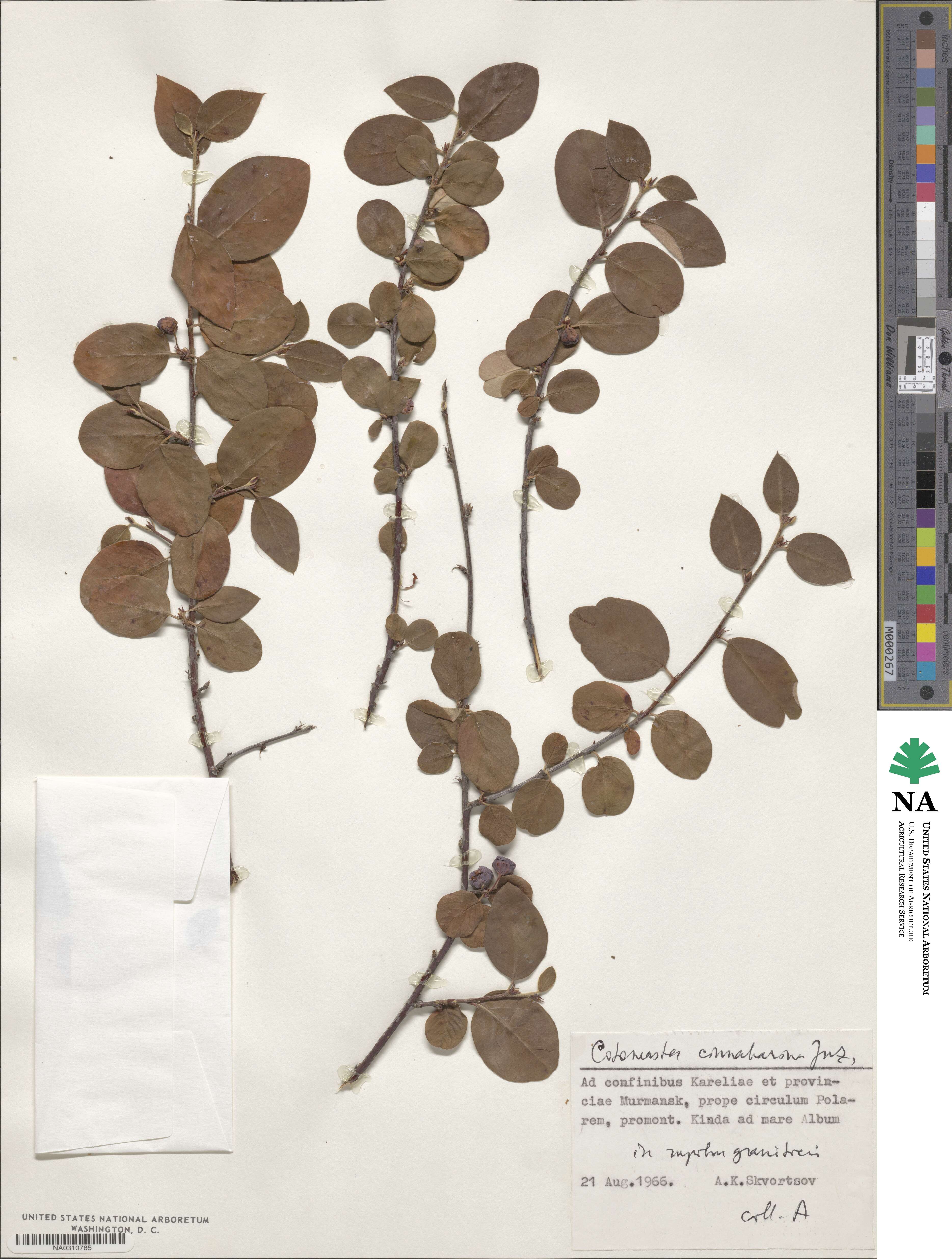 Cotoneaster integerrimus image