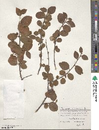 Cotoneaster integerrimus image