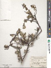 Cotoneaster integerrimus image