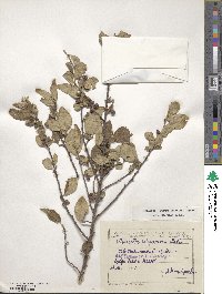 Cotoneaster integerrimus image