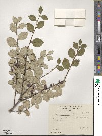 Cotoneaster integerrimus image