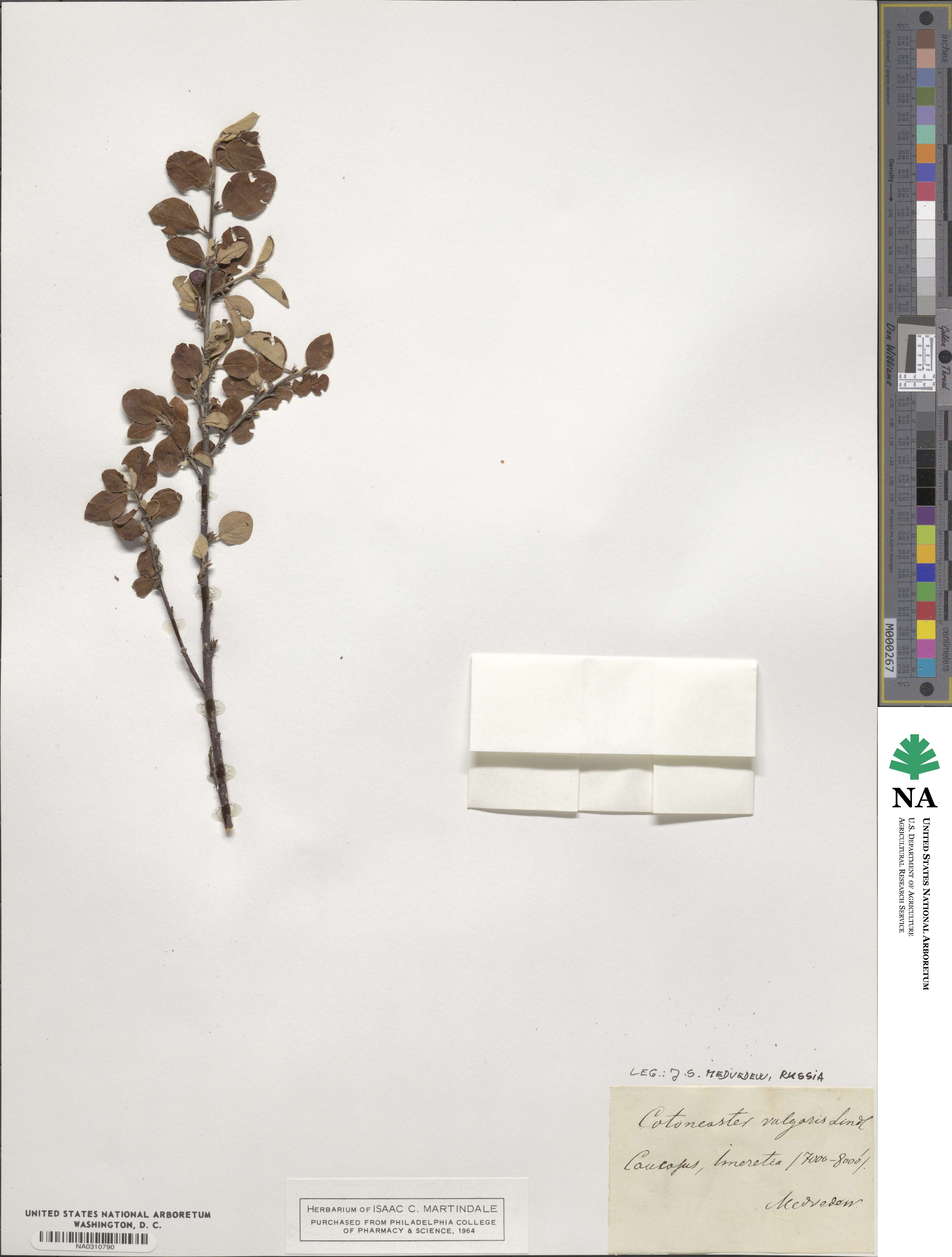 Cotoneaster integerrimus image