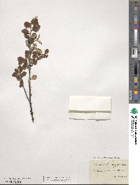 Cotoneaster integerrimus image