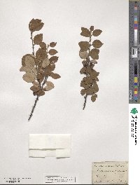 Cotoneaster integerrimus image