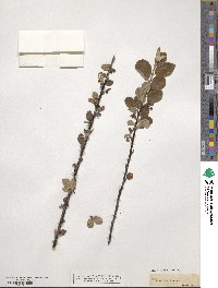 Cotoneaster integerrimus image