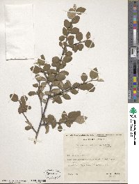 Cotoneaster integerrimus image