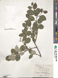 Cotoneaster integerrimus image