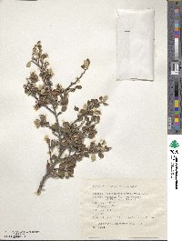 Cotoneaster integerrimus image