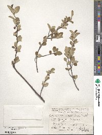 Cotoneaster integerrimus image