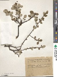 Cotoneaster integerrimus image