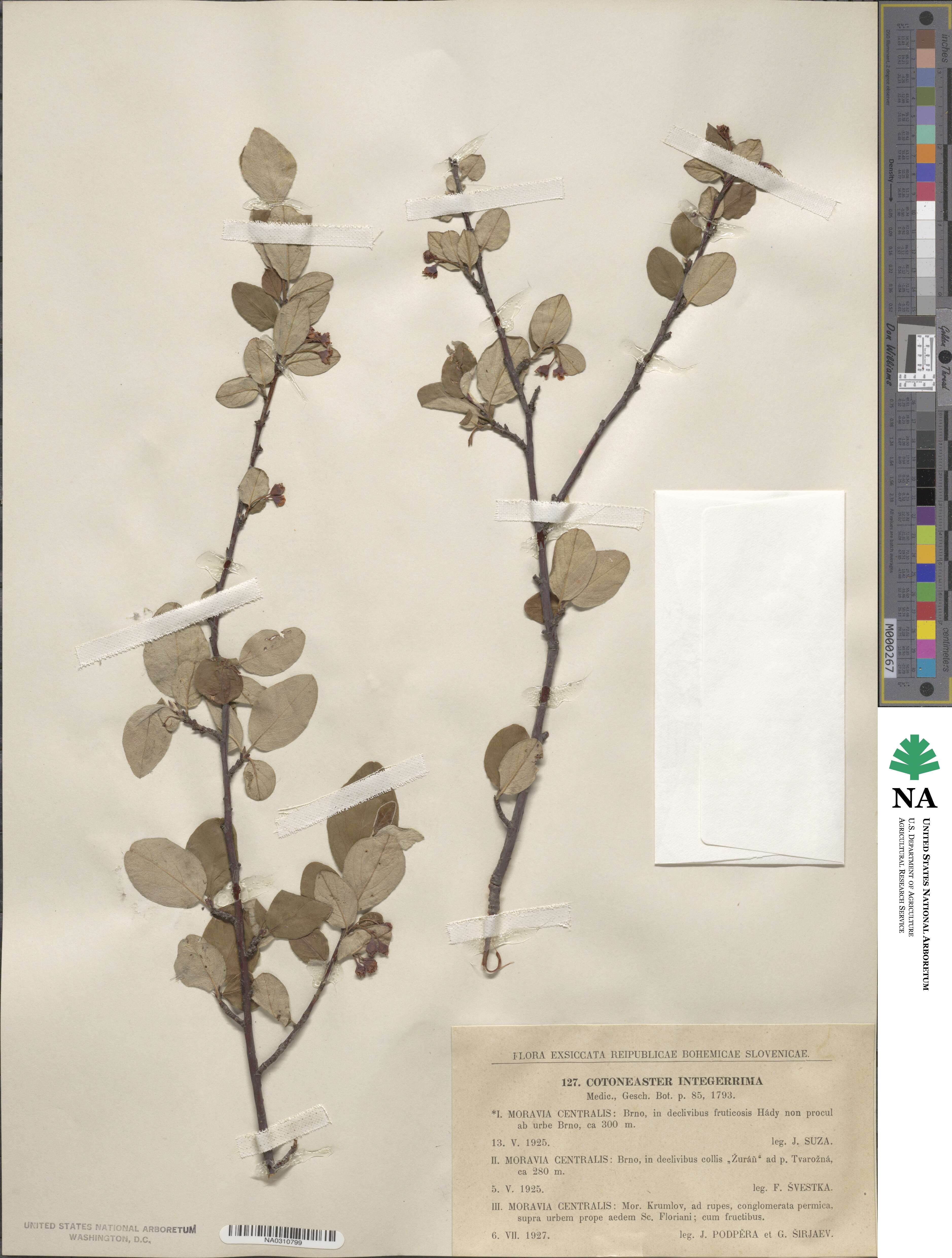 Cotoneaster integerrimus image