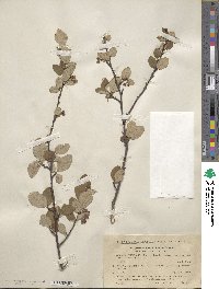 Cotoneaster integerrimus image