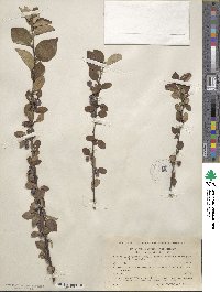 Cotoneaster integerrimus image