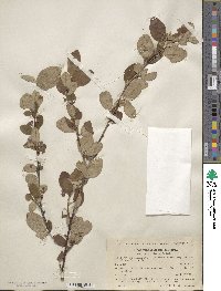 Cotoneaster integerrimus image