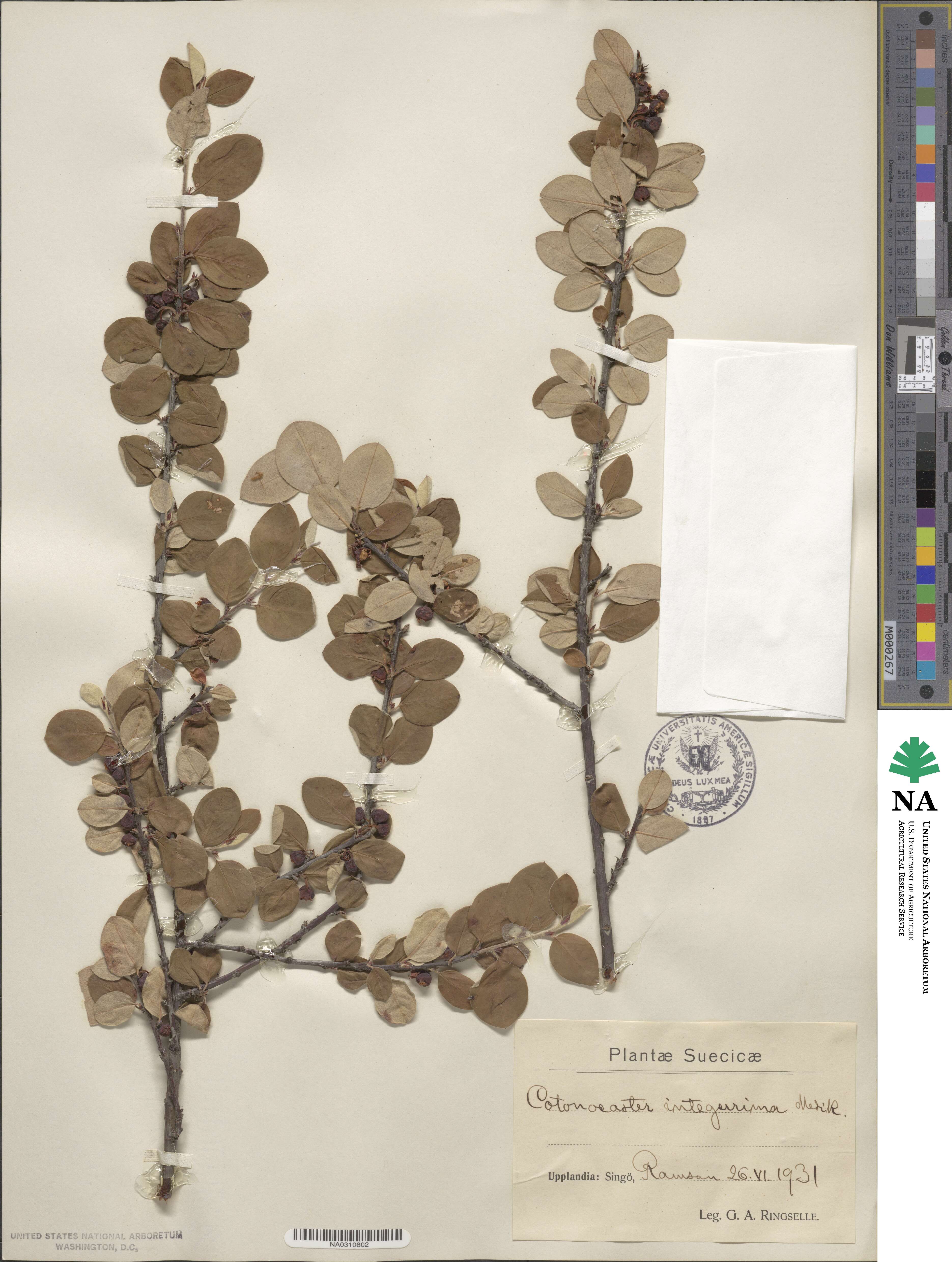 Cotoneaster integerrimus image