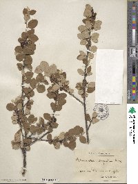 Cotoneaster integerrimus image