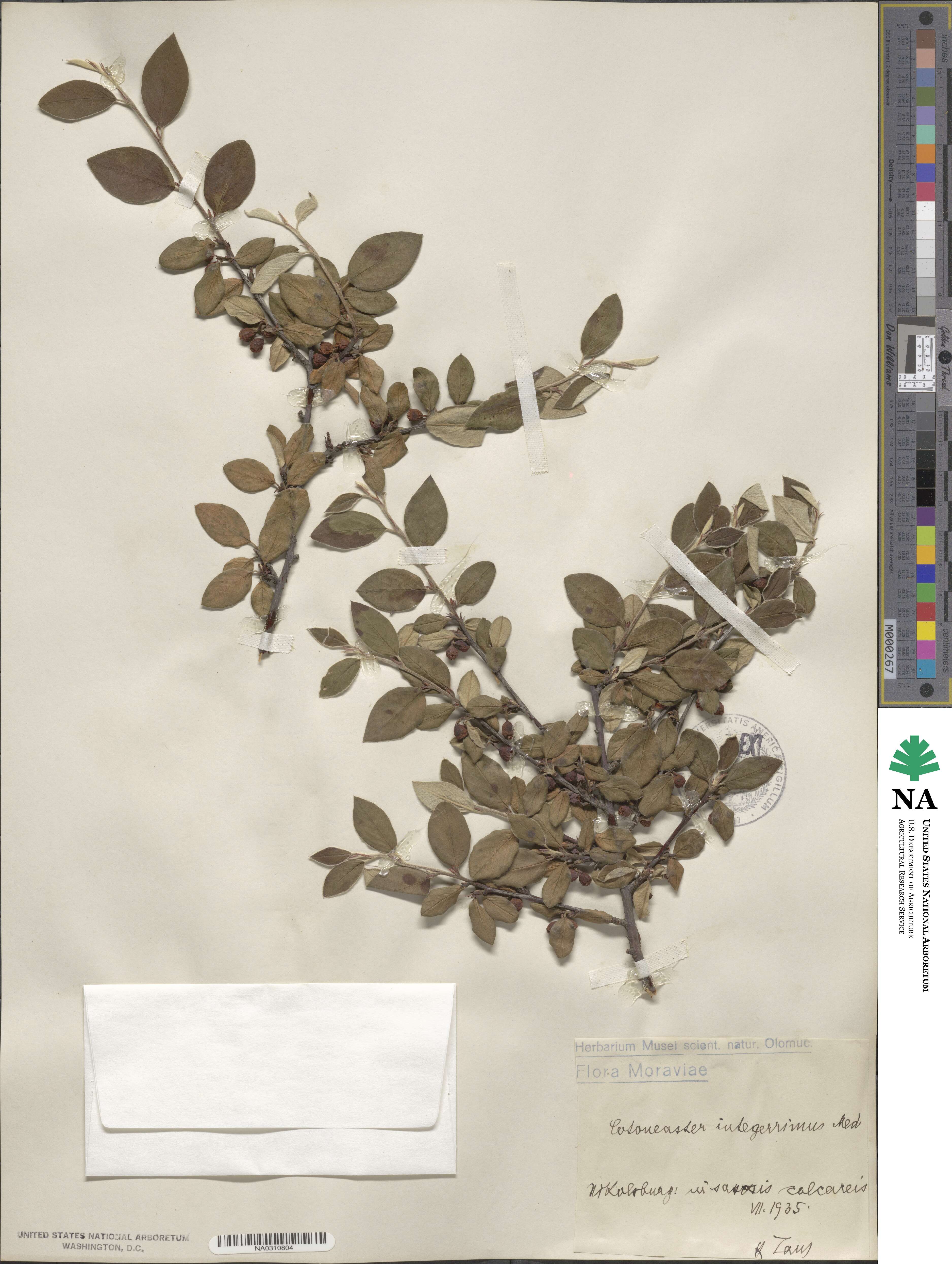 Cotoneaster integerrimus image