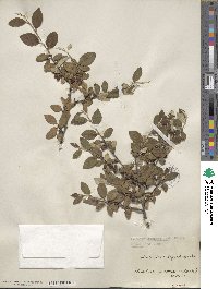 Cotoneaster integerrimus image