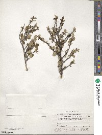 Cotoneaster integerrimus image